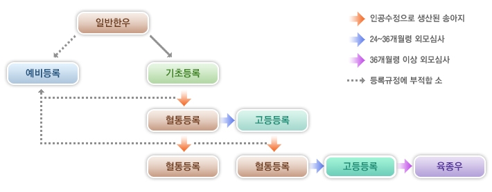 기초, 혈통, 고등 등록